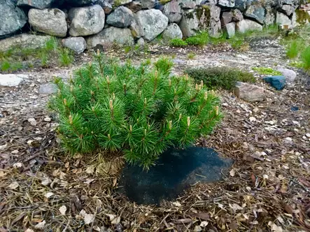 Maisemointikangas 1x20m - Suodatinkankaat - 0013011 - 2